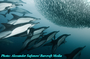 Cooperative baitball feeding