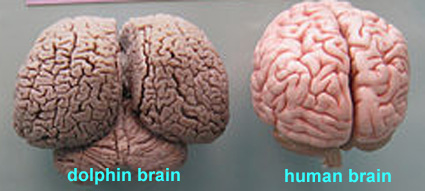 Dolphin & human brains