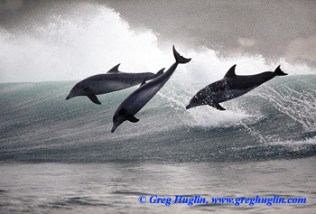Surfing dolphins