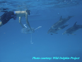 Recording 3 spotted dolphins