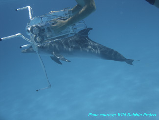 Spotted dolphin cruising along