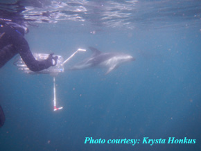 Recording dusky dolphin in New Zealand